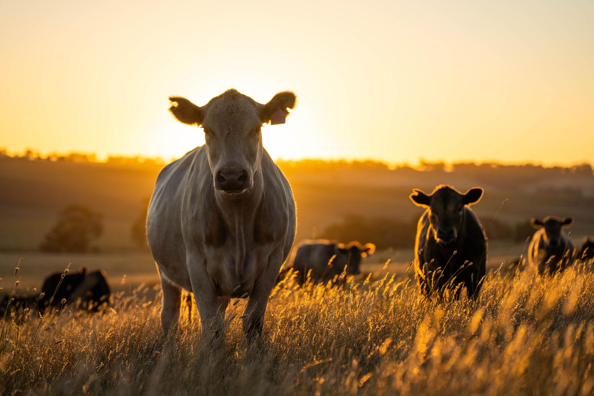 Cattle in a field at sunset