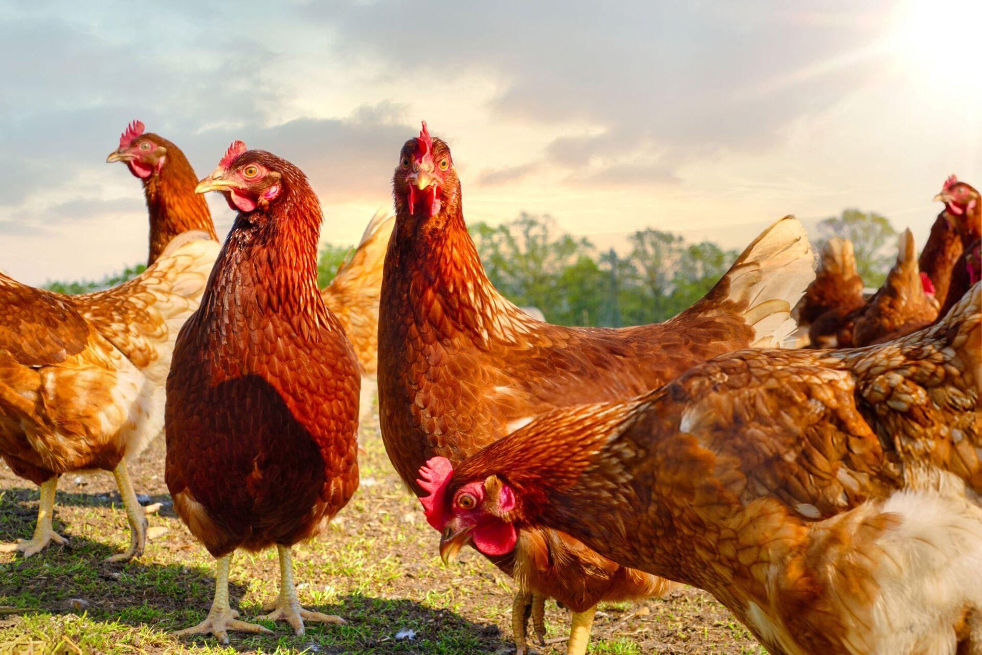 Cattle herd in a field representing biosecurity monitoring