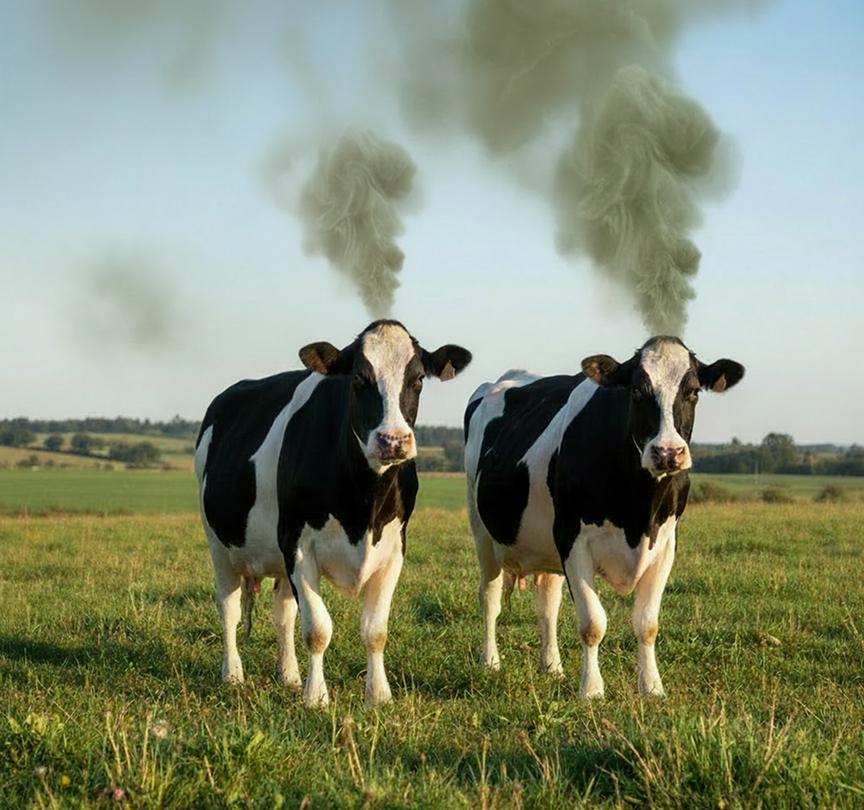 Sheep flock representing greenhouse gas monitoring