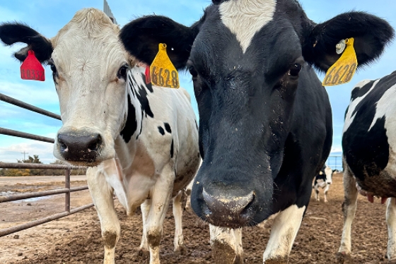 Agscent Breath: Livestock Disease