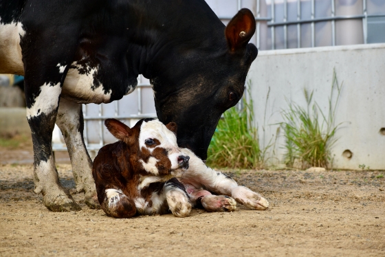 Agscent Breath cattle diagnostics
