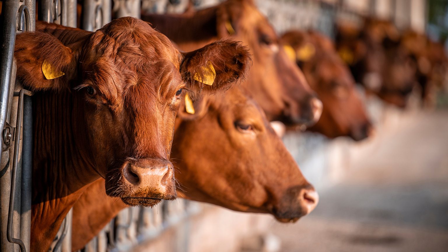 Agscent Air: Transforming invisible methane emissions into visible livestock productivity opportunities