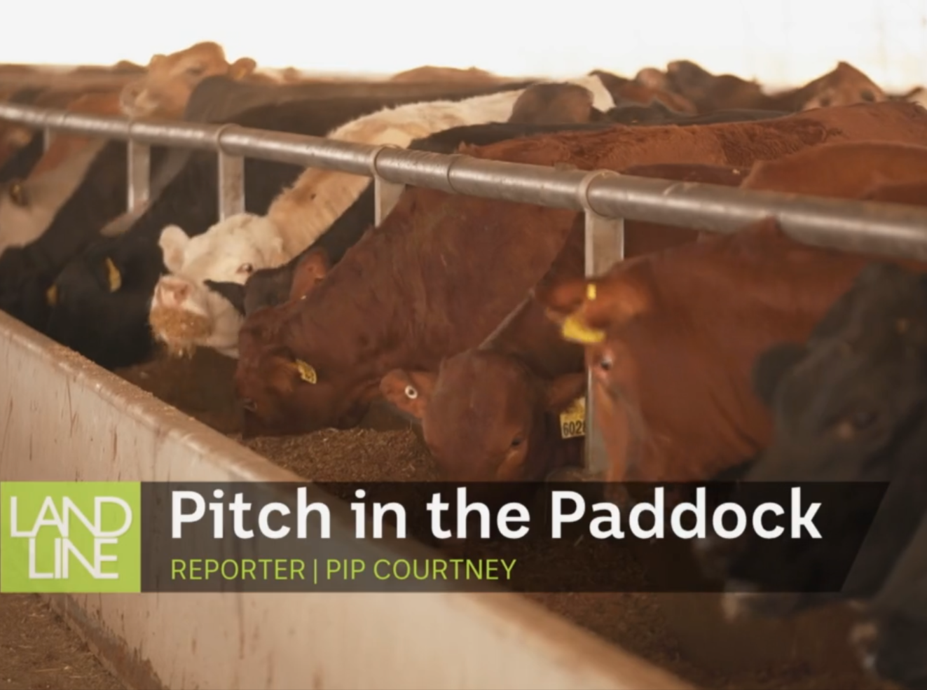 Pitch in the Paddock: Funding beef-centric innovations