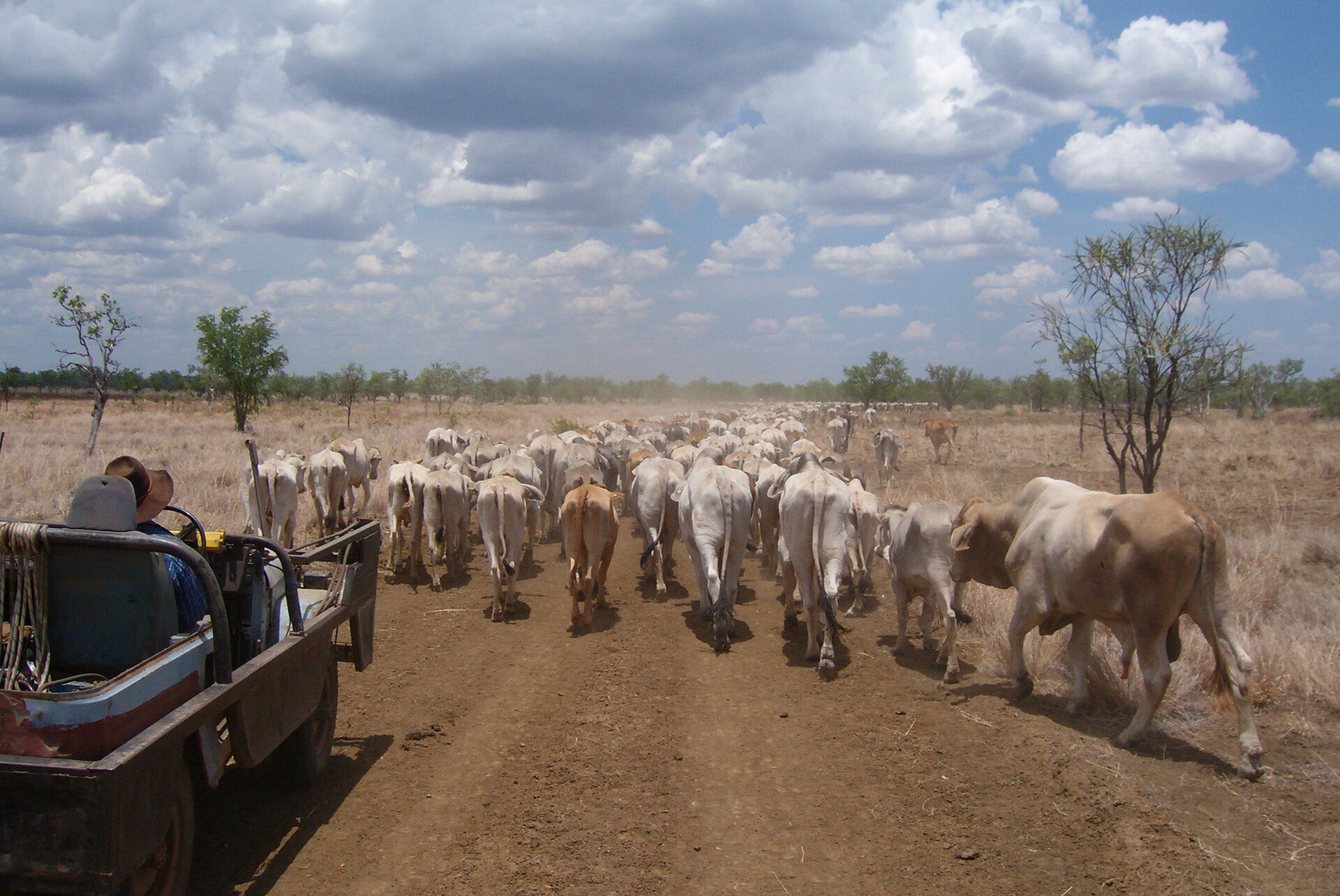 Improving animal health and productivity with Agscent's breath analysis nano-sensors