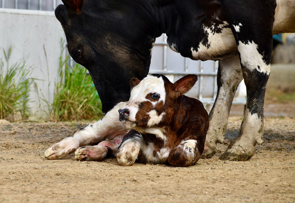 Calf with its mother