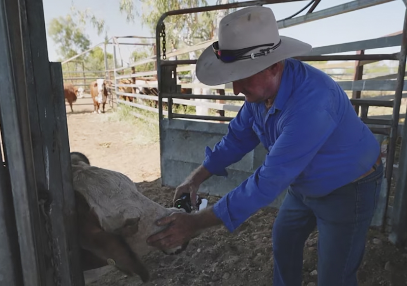 Will Harrington's dad Peter tests the Agscent device on a cow on the family property near Richmond